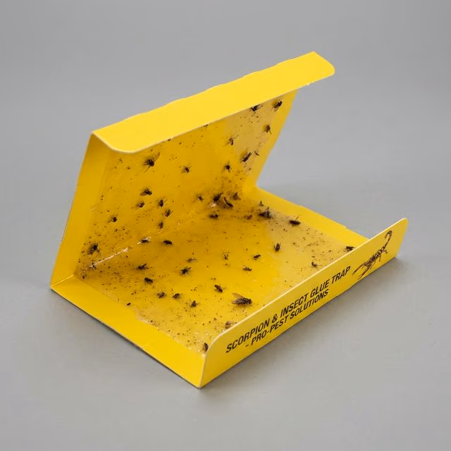 Scorpion Glue Trap